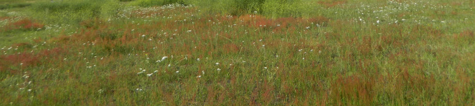Rene Caisse Tea - Home of Essiac tea, Sheep Sorrel Roots included!