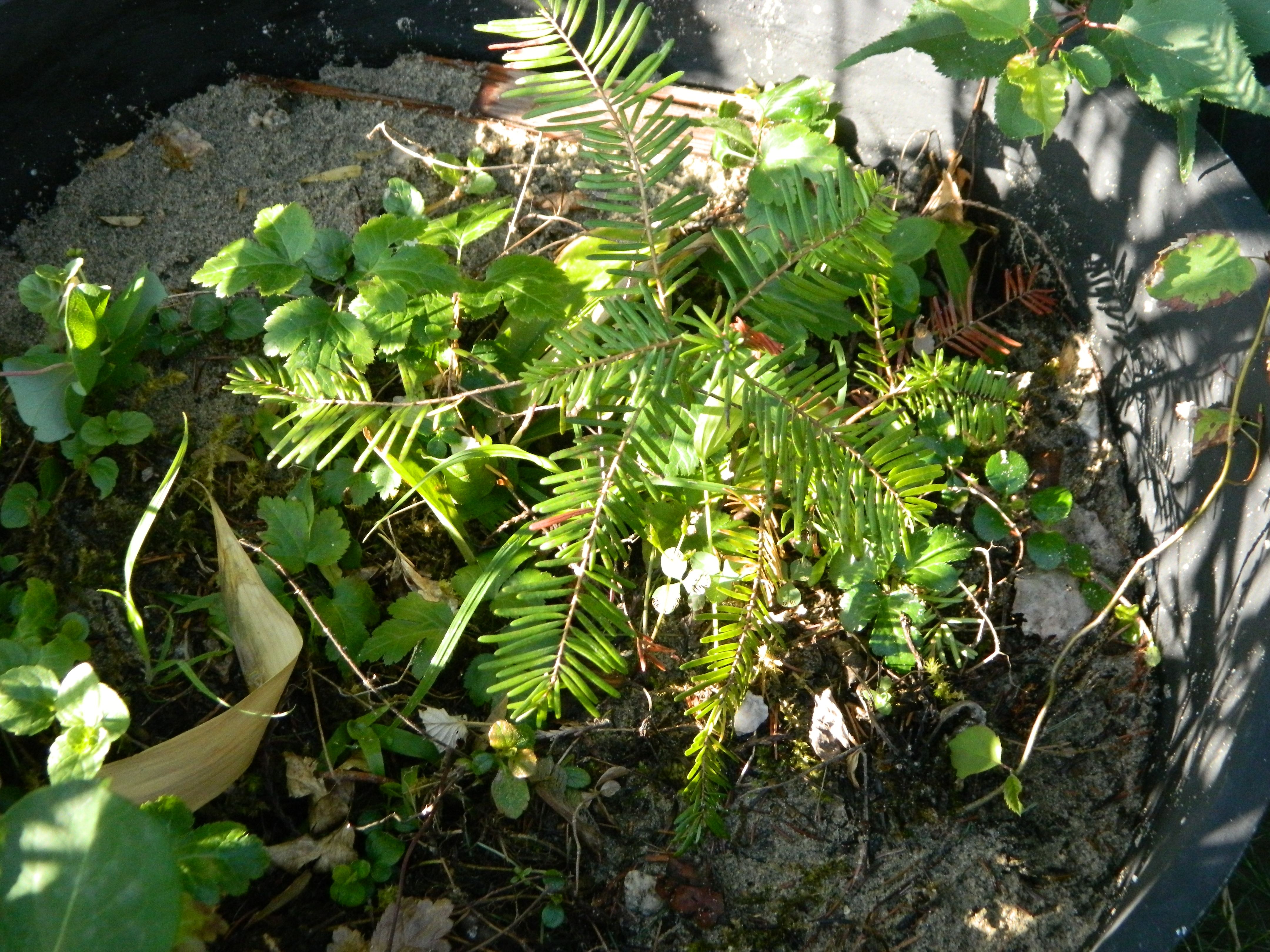 Wild simulating Goldthread growing the Essiac herbs